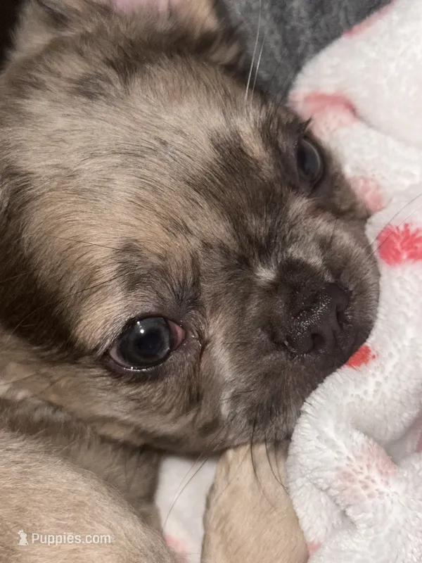 Fendi – French Bulldog puppy for sale in Boston, MA