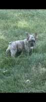 Fendi, a male French Bulldog for sale in Boston, MA – 5 of 6