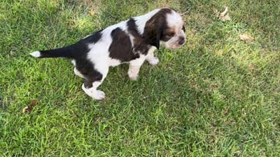 Nerissa, a female English Springer Spaniel for sale in Aberdeen, ID – 3 of 3
