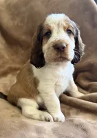 I Am The One, a male English Springer Spaniel for sale in Aberdeen, ID – 2 of 5