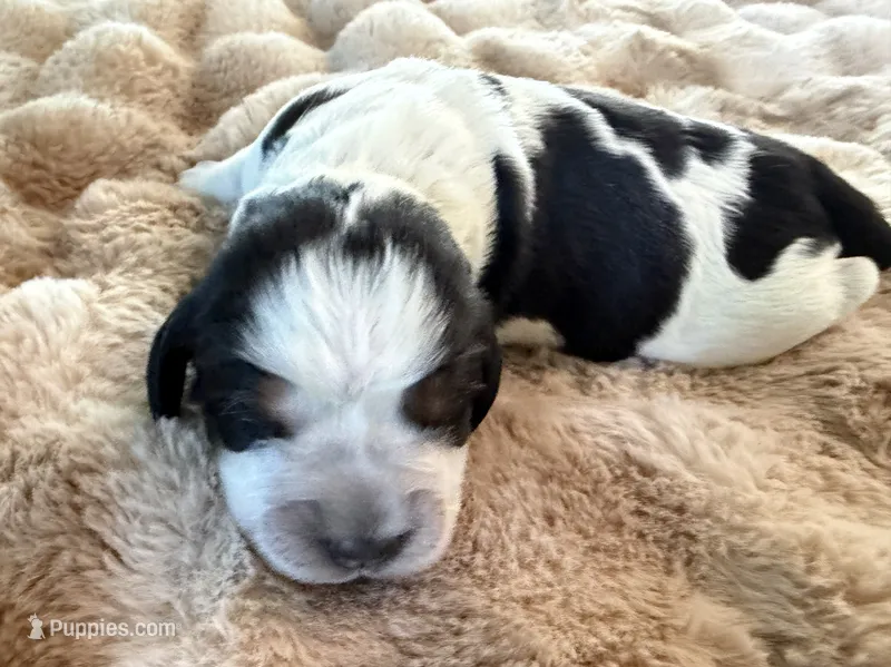 Cartania – English Springer Spaniel puppy for sale in Aberdeen, ID