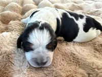 Cartania, a female English Springer Spaniel for sale in Aberdeen, ID – 1 of 3