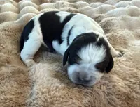 Cartania, a female English Springer Spaniel for sale in Aberdeen, ID – 2 of 3