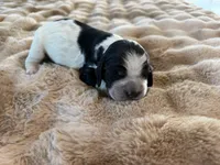 Astoria, a female English Springer Spaniel for sale in Aberdeen, ID – 3 of 3