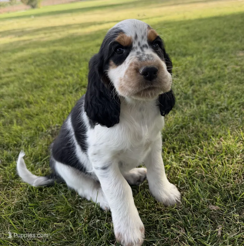 Paganini – English Springer Spaniel puppy for sale in Aberdeen, ID