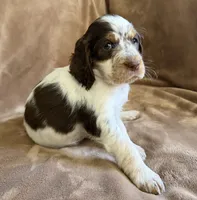 Mystica, a female English Springer Spaniel for sale in Aberdeen, ID – 3 of 6