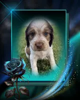 Bohemian Rapsody, a female English Springer Spaniel for sale in Aberdeen, ID – 2 of 4