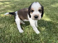 The Winner Takes It All, a male English Springer Spaniel for sale in Aberdeen, ID – 4 of 5