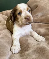 Bohemian Rapsody, a female English Springer Spaniel for sale in Aberdeen, ID – 4 of 4