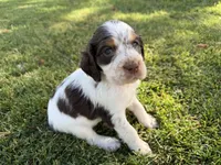 Mystica, a female English Springer Spaniel for sale in Aberdeen, ID – 5 of 6