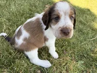 I Am The One, a male English Springer Spaniel for sale in Aberdeen, ID – 4 of 5