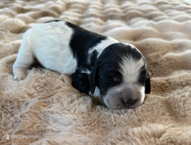 Astoria – English Springer Spaniel puppy for sale in Aberdeen, ID