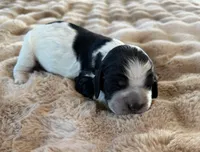 Astoria, a female English Springer Spaniel for sale in Aberdeen, ID – 1 of 3
