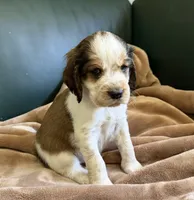 The Winner Takes It All, a male English Springer Spaniel for sale in Aberdeen, ID – 2 of 5
