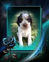 Mystica, a female English Springer Spaniel for sale in Aberdeen, ID – 4 of 6
