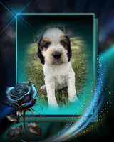 The Winner Takes It All, a male English Springer Spaniel for sale in Aberdeen, ID – 3 of 5
