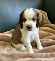 The Winner Takes It All, a male English Springer Spaniel for sale in Aberdeen, ID – 1 of 5