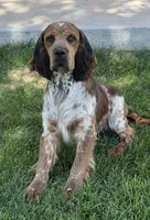 Passat Wind, a male English Springer Spaniel for sale in Aberdeen, ID – 2 of 3