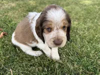 Born To Be Wild, a male English Springer Spaniel for sale in Aberdeen, ID – 3 of 3