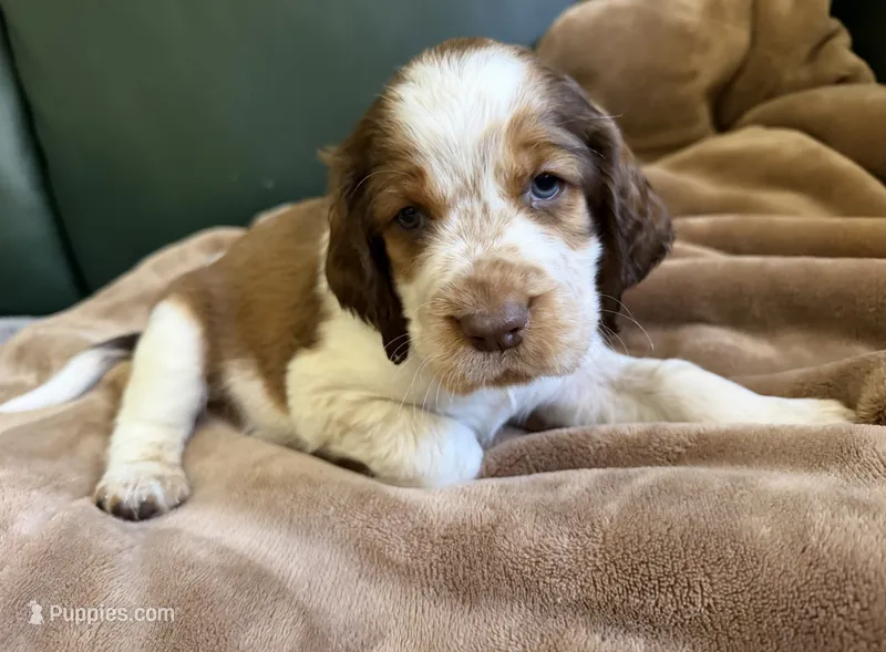Oceanus – English Springer Spaniel puppy for sale in Aberdeen, ID