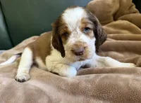 Oceanus, a male English Springer Spaniel for sale in Aberdeen, ID – 1 of 3