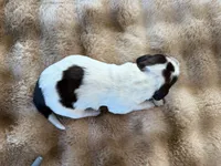 Chester, a male English Springer Spaniel for sale in Aberdeen, ID – 2 of 3