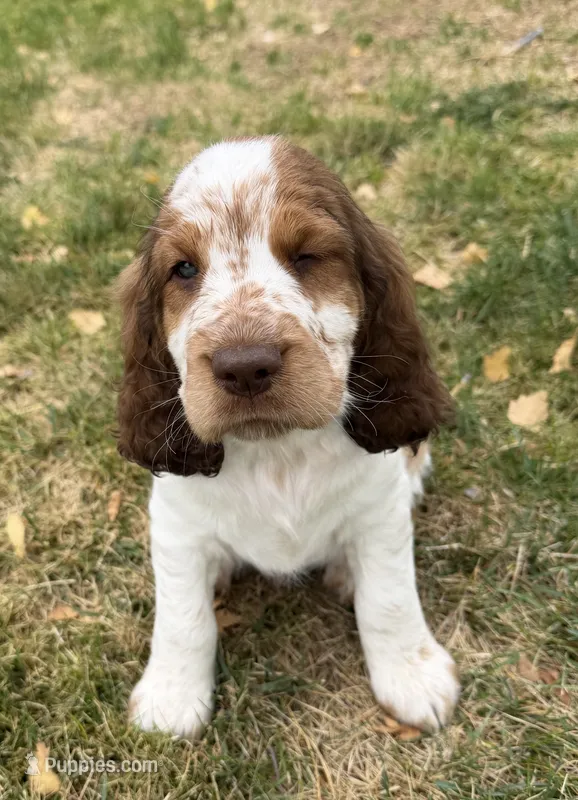 I Am The One – English Springer Spaniel puppy for sale in Aberdeen, ID