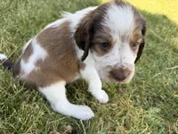 I Am The One, a male English Springer Spaniel for sale in Aberdeen, ID – 5 of 5
