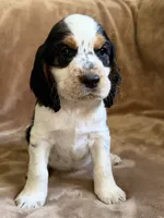 Paganini, a male English Springer Spaniel for sale in Aberdeen, ID – 3 of 6
