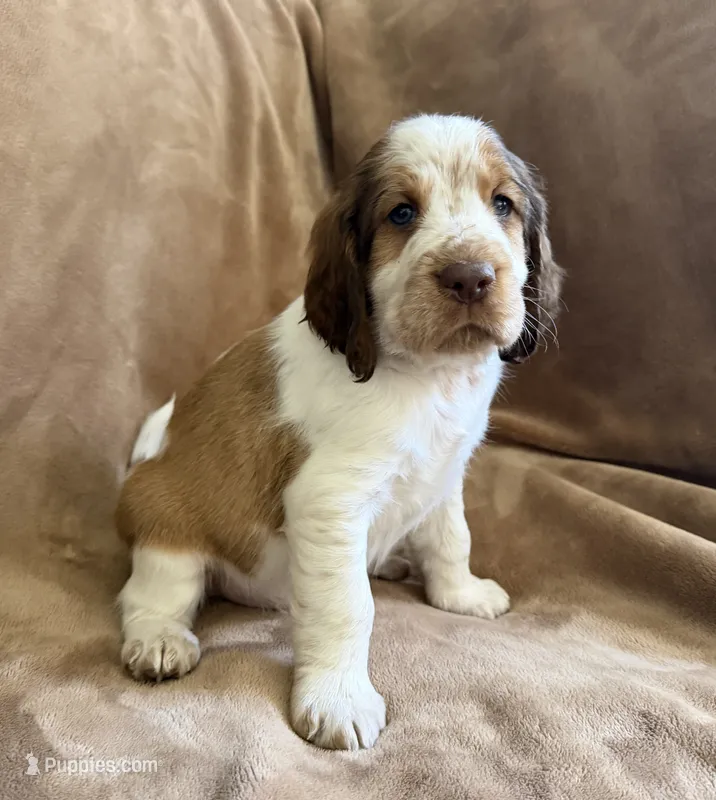 I Am The One – English Springer Spaniel puppy for sale in Aberdeen, ID