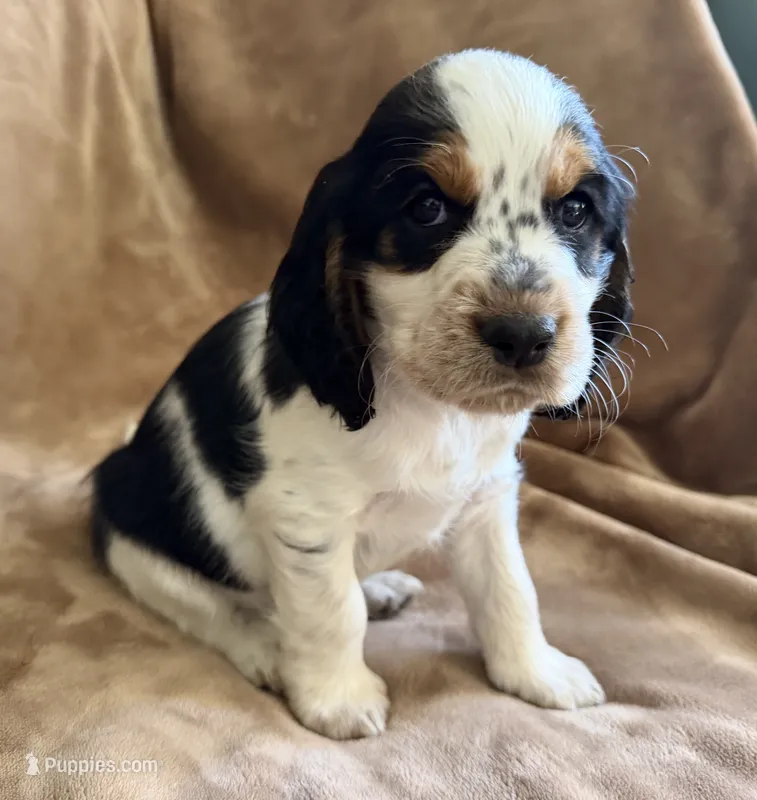 Paganini – English Springer Spaniel puppy for sale in Aberdeen, ID