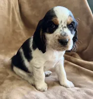 Paganini, a male English Springer Spaniel for sale in Aberdeen, ID – 1 of 6