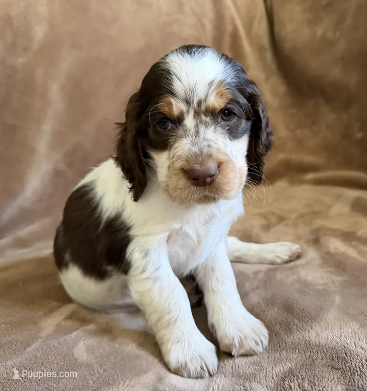 Mystica – English Springer Spaniel puppy on hold in Aberdeen, ID