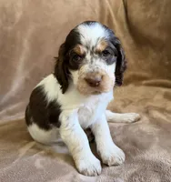 Mystica, a female English Springer Spaniel for sale in Aberdeen, ID – 1 of 6