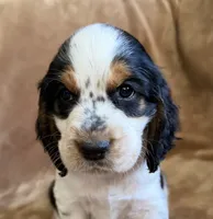 Paganini, a male English Springer Spaniel for sale in Aberdeen, ID – 2 of 6