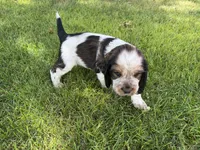 Nerissa, a female English Springer Spaniel for sale in Aberdeen, ID – 2 of 3