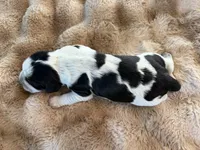 Cartania, a female English Springer Spaniel for sale in Aberdeen, ID – 3 of 3