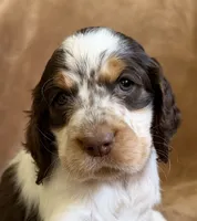 Mystica, a female English Springer Spaniel for sale in Aberdeen, ID – 2 of 6