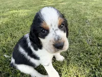 Paganini, a male English Springer Spaniel for sale in Aberdeen, ID – 5 of 6