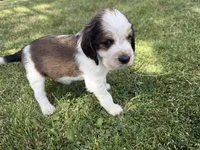 The Winner Takes It All, a male English Springer Spaniel for sale in Aberdeen, ID – 5 of 5