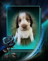 I Am The One, a male English Springer Spaniel for sale in Aberdeen, ID – 3 of 5