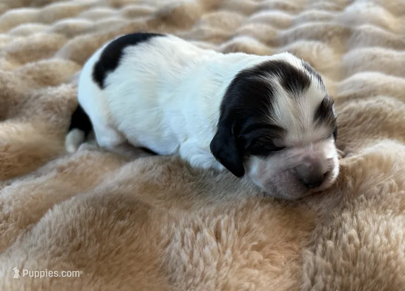 Chester – English Springer Spaniel puppy for sale in Aberdeen, ID