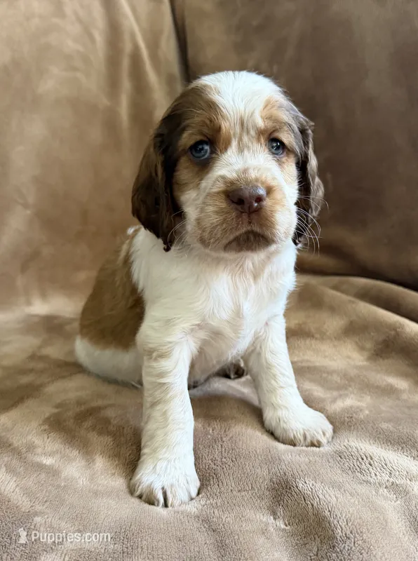 Born To Be Wild – English Springer Spaniel puppy for sale in Aberdeen, ID