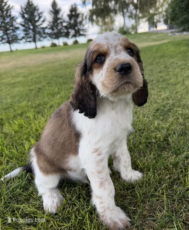 The Winner Takes It All – English Springer Spaniel puppy for sale in Aberdeen, ID