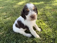 Mystica, a female English Springer Spaniel for sale in Aberdeen, ID – 6 of 6