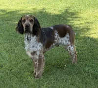 Passat Wind, a male English Springer Spaniel for sale in Aberdeen, ID – 3 of 3