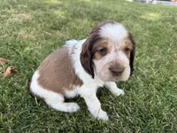 Born To Be Wild, a male English Springer Spaniel for sale in Aberdeen, ID – 2 of 3