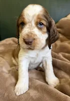 Oceanus, a male English Springer Spaniel for sale in Aberdeen, ID – 2 of 3