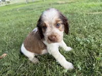 Bohemian Rapsody, a female English Springer Spaniel for sale in Aberdeen, ID – 3 of 4