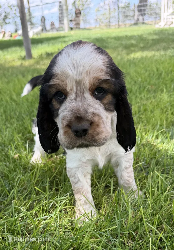 Nerissa – English Springer Spaniel puppy for sale in Aberdeen, ID